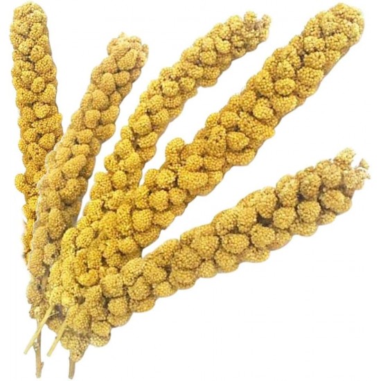 Kuşlar İçin Doğal Sarı Dal Darı 100 gr