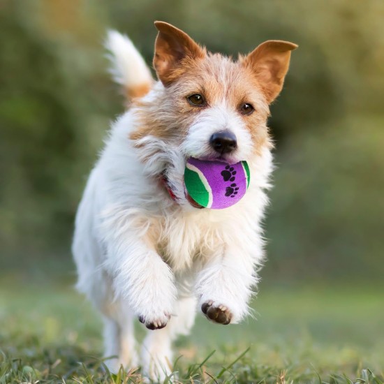 KP Köpek Oyuncak Tenis Topu Sert 3’lü 6 cm – Dayanıklı Köpek Topu