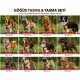 Gezdirme Kayışlı Dokuma Köpek Göğüs Tasma Seti 40*60-110 cm Kırmızı