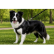 Gezdirme Kayışlı Dokuma Köpek Göğüs Tasma Seti 40*60-110 cm Siyah
