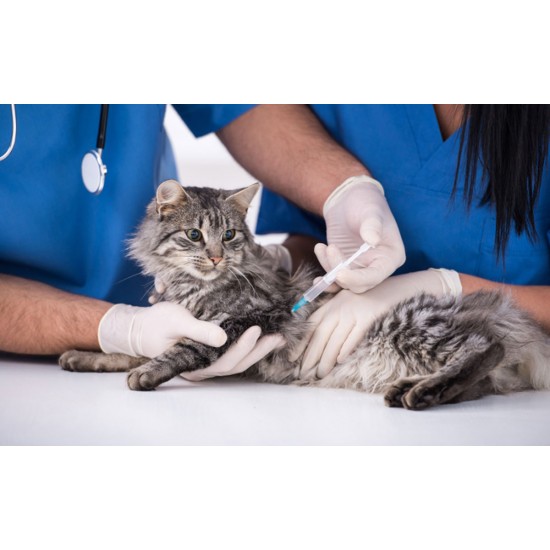 CLOTEID KEDİ VE KÖPEK TETANOZ AŞISI