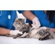 CLOTEID KEDİ VE KÖPEK TETANOZ AŞISI